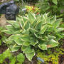 Angel_feathers_5-30-05_w_angel_med