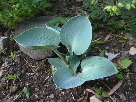 Hosta Blue Ice - Mini (Hosta Blue Ice)