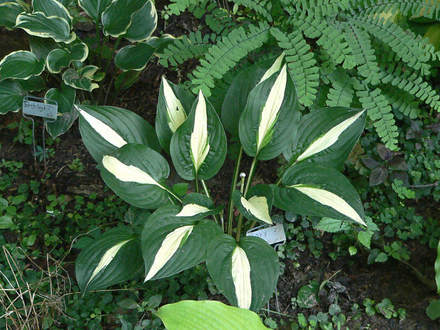 Hosta Risky Business (Hosta Risky Business)