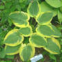 Hosta Li'l Abner