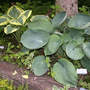 Hosta Abiqua Drinking Gourd