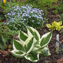 Forget-me-not_patriot_heavenly_tiara_4-30-04_sm