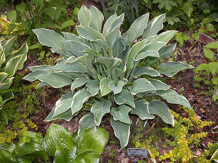 Hosta Dress Blues (Hosta Dress Blues)