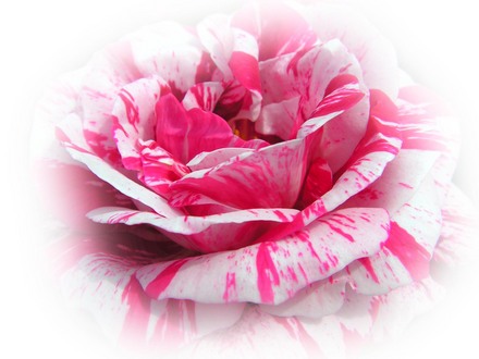 a rose from hyde hall 2007