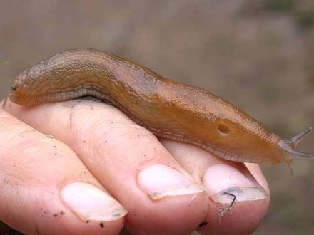 Monster Slug (Hosta)