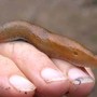 Slug_stretching_out_hole_on_hand_9-16-05