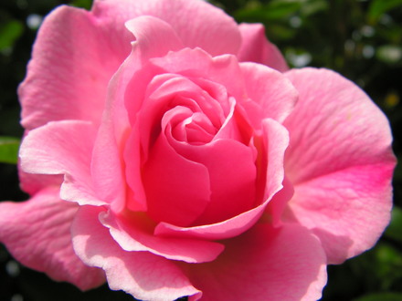 Another rose from hyde hall
