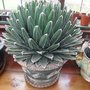 Agave victoriae-reginae (Century plant)
