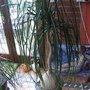 Beaucarnea recurvata