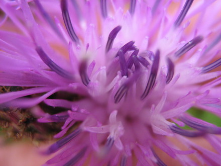 Centauria?