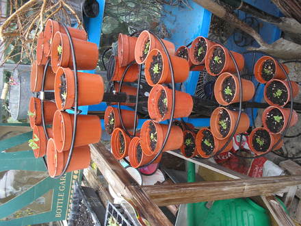 Petinas