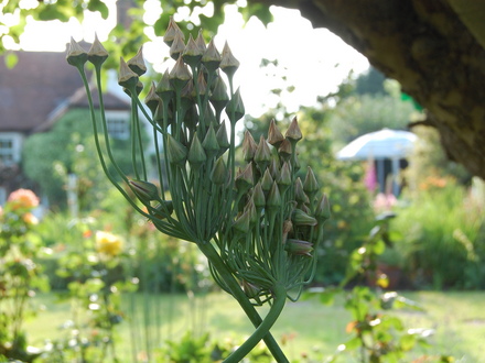 Bay Tree Cottage (Allium siculum)