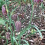 Fritillaria_meleagris