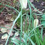 Fritillaria_meleagris_hybrid
