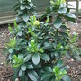 Daphne pontica hybrid