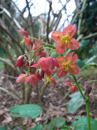 Epimedium x warleyense (Epimedium x warleyense)