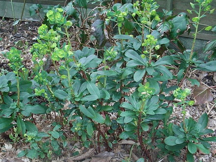 Euphorbia amygdaloide var robbiae (Euphorbia amygdaloides var robbiae)