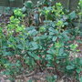 Euphorbia_amygdaloides_var_robbiae