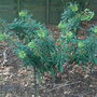Euphorbia_x__martinii