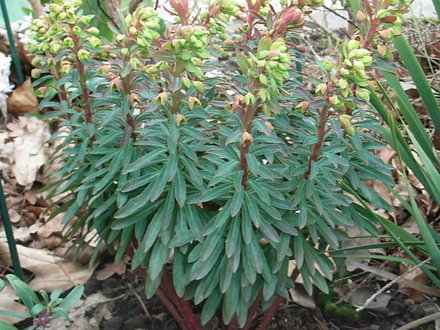 Euphorbia 'Redwing' (Euphorbia 'Redwing')