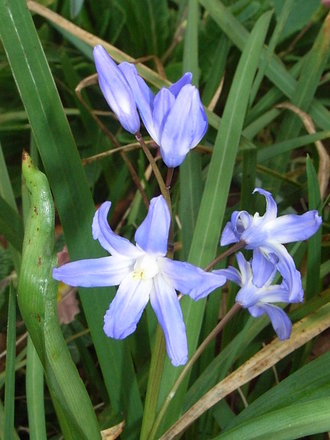 Chionodoxa luciliae (Chionodoxa luciliae)
