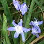 Chionodoxa luciliae