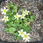 Caltha palustris