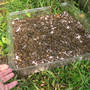 Bees_honey_hand_on_dish_8-18-06_sm