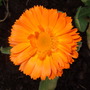 Calendula 'Orange King'