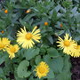 Doronicum___calendula