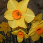 Narcissi