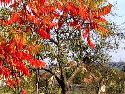 October 2007 (Rhus typhina (Stag's horn sumach))