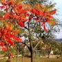 October 2007 (Rhus typhina (Stag's horn sumach))