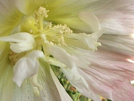 Hollyhock (Alcea rosea (Black Hollyhock))