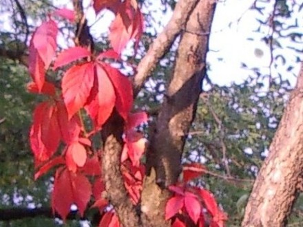 Virginia Creeper (Parthenocissus quinquefolia (Virginia creeper))