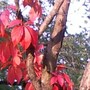 Virginia Creeper (Parthenocissus quinquefolia (Virginia creeper))
