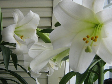 easterlilies...mmm they smell wonderful!