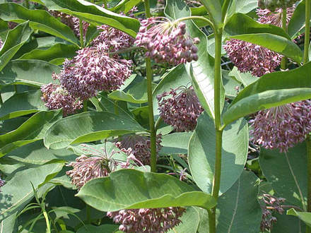 Milkweed Stand in Bloom (Asclepias syriaca Common Milkweed)