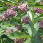 Milkweed_blooms_closer_6-25_med