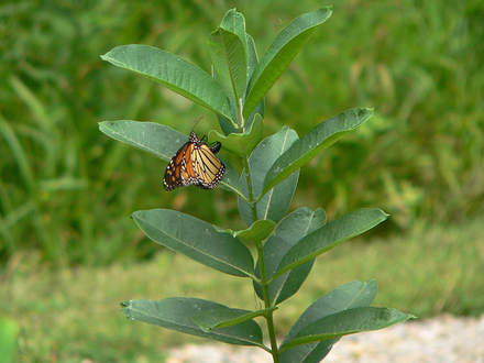 Monarch butterfly ovipositinig  (Asclepias syriaca Common Milkweed)