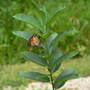 Asclepias syriaca Common Milkweed