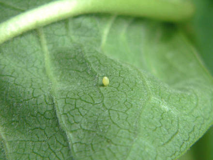Monarch Egg on Milkweed (Asclepias syriaca Common Milkweed)