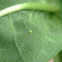 Asclepias syriaca Common Milkweed