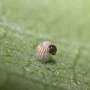 Asclepias syriaca Common Milkweed