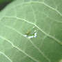 Asclepias syriaca Common Milkweed