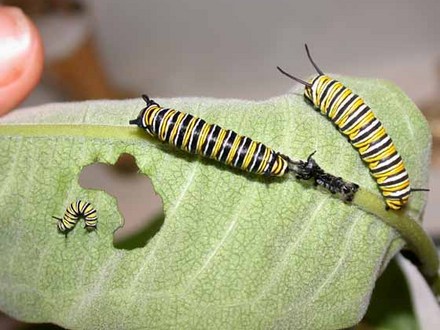 Monarch Caterpillars, Different Instars (Asclepias syriaca Common Milkweed)