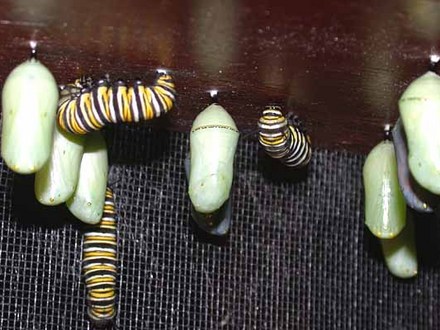 Preparing for Pupation (Asclepias syriaca Common Milkweed)