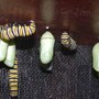 Asclepias syriaca Common Milkweed