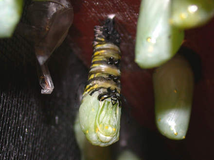 Beginning Last Molt (Asclepias syriaca Common Milkweed)