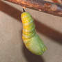 Monarch_cremaster_attached_sm
